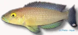 Näsets Ciklidhobby Callipterus ciklid 5,5–6 cm Tanganyika