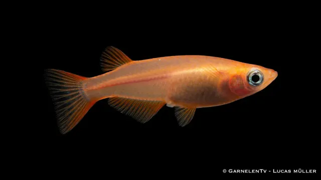 Garnelen TV Medaka Gold akvariefisk Oryzias latipes guld