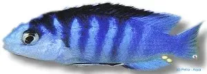 Näsets Ciklidhobby Labidochromis chisumulae ciklid 5–6 cm