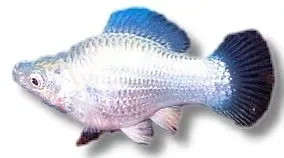 Näsets Ciklidhobby Poecilia latipinna Ballon Molly silver 2,5–3cm