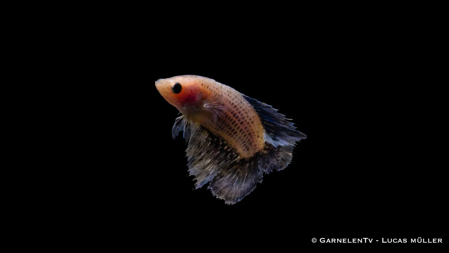 Garnelen TV Gabelschwanz kampfiskhona Betta 6-8 cm