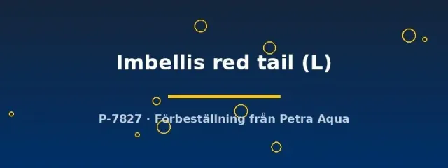 Näsets Betta Imbellis red tail kampfisk hona L lugn