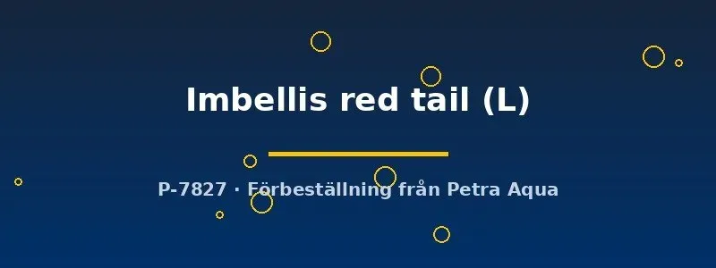 Näsets Betta Imbellis red tail kampfisk hona L lugn