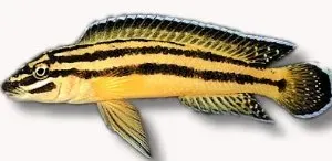 Näsets Ciklidhobby Striped Julie Kipili ciklid 3–4 cm