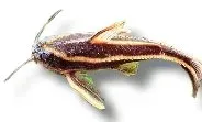 Näsets Ciklidhobby Platydoras costatus mal 7–10 cm randig