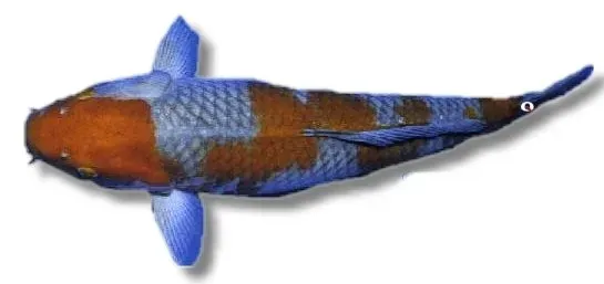 Näsets Ciklidhobby Ochiba koi dammfisk 11–14 cm