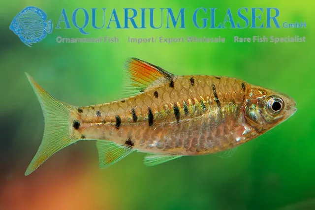 Näsets Ciklidhobby Barbus semifasciolatus sm stimfisk