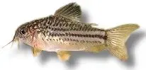 Näsets Ciklidhobby Corydoras nannus pansarmal 3–3,5 cm stim