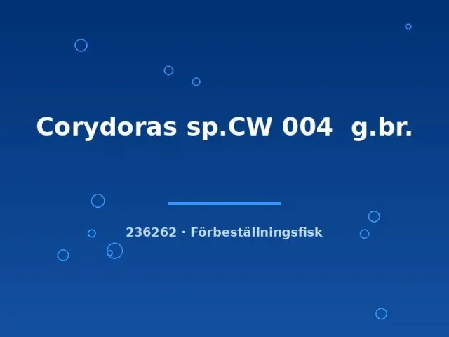 Näsets Ciklidhobby Corydoras sp. CW 004 pansarmal md