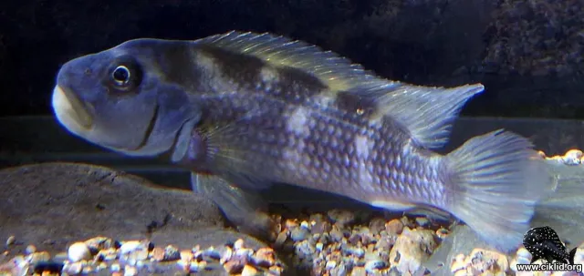 Näsets Steatocranus gibbiceps ciklid 3,5–4 cm