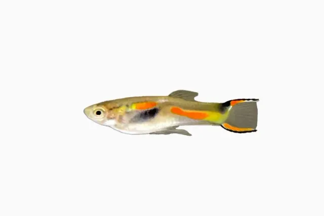 Näsets Ciklidhobby Poecilia endler hane akvariefisk 1,5–2 cm
