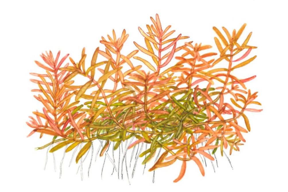 Akvarievalvet Rotala rotundifolia H'ra akvarieväxt