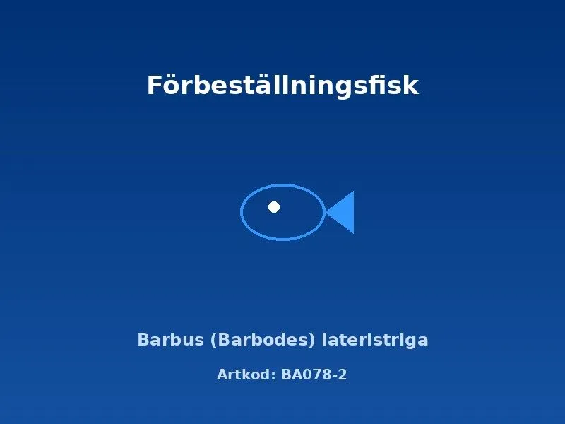Näsets Ciklidhobby Barbus lateristriga akvariefisk 4 cm stim