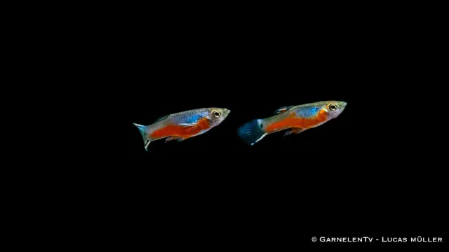Garnelen TV Endlers guppy cardinal hane Poecilia reticulata