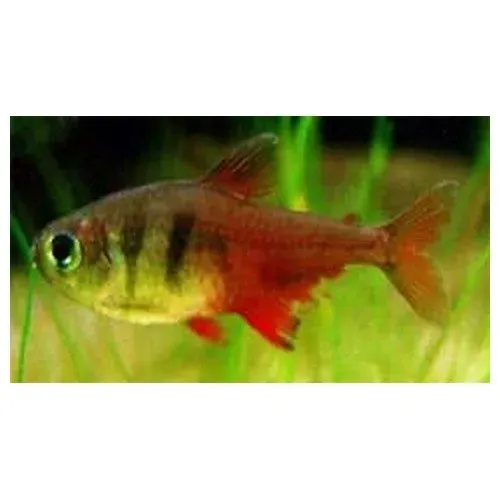 Näsets Ciklidhobby Hyphessobrycon flammeus riotetra 2,5 cm