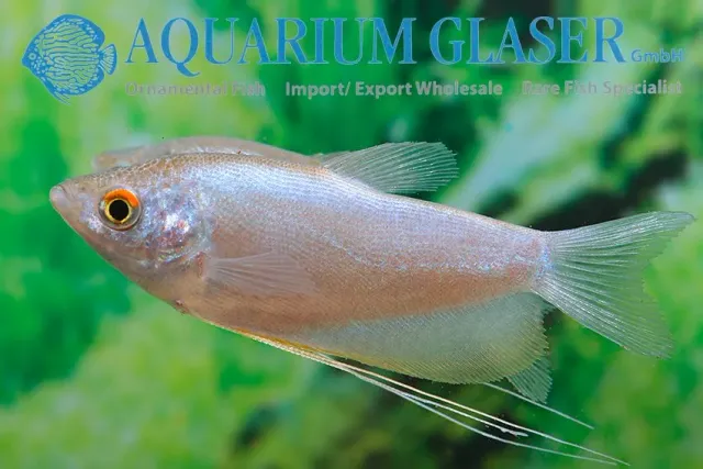 Näsets Ciklidhobby Moonshine gourami 5–7 cm gurami silver