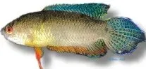 Näsets Ciklidhobby Cupanus paradisfisk labyrintfisk 4,5 cm