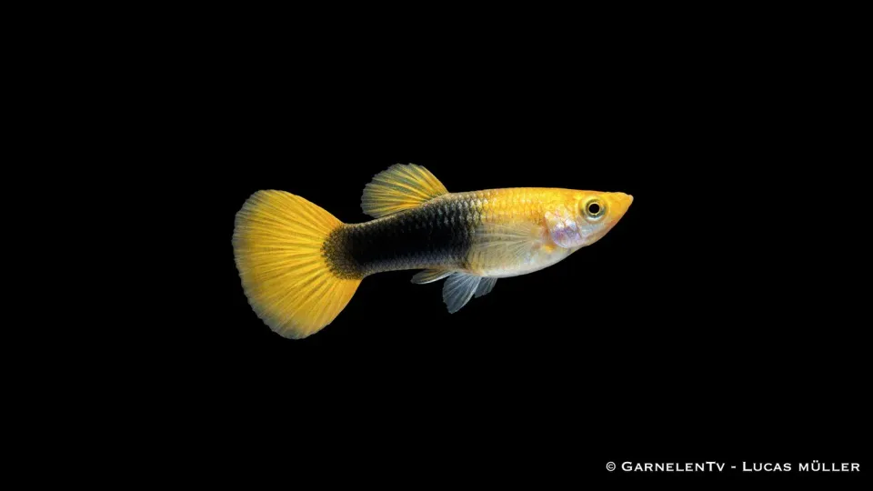 Garnelen TV Guppy hona guldgul tuxedo Poecilia akvariefisk