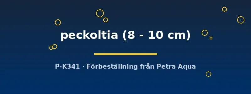 Acanthycus peckoltia mal 8–10 cm för ciklidkar