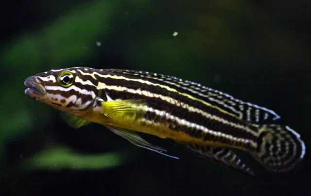 Näsets Ciklidhobby Julidochromis Regani ciklid tanganyika