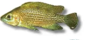 Näsets Ciklidhobby Lamprologus toae ciklid 4–5,5 cm