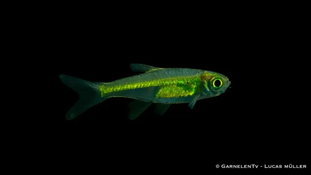 Garnelen TV Smaragdbärbling stimfisk Microdevario kubotai