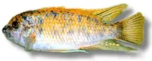 Labeotropheus fuelleborni marmel malawiciklid 7–9 cm
