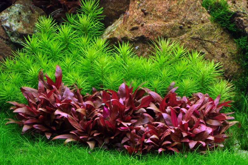 Akvarievalvet Pogostemon erectus akvarieväxt bakgrund