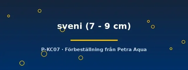 Crenicichla Sveni ciklid 7–9 cm rovfisk