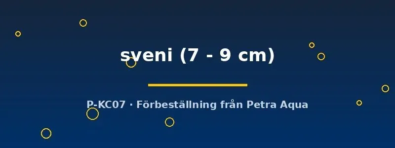 Crenicichla Sveni ciklid 7–9 cm rovfisk
