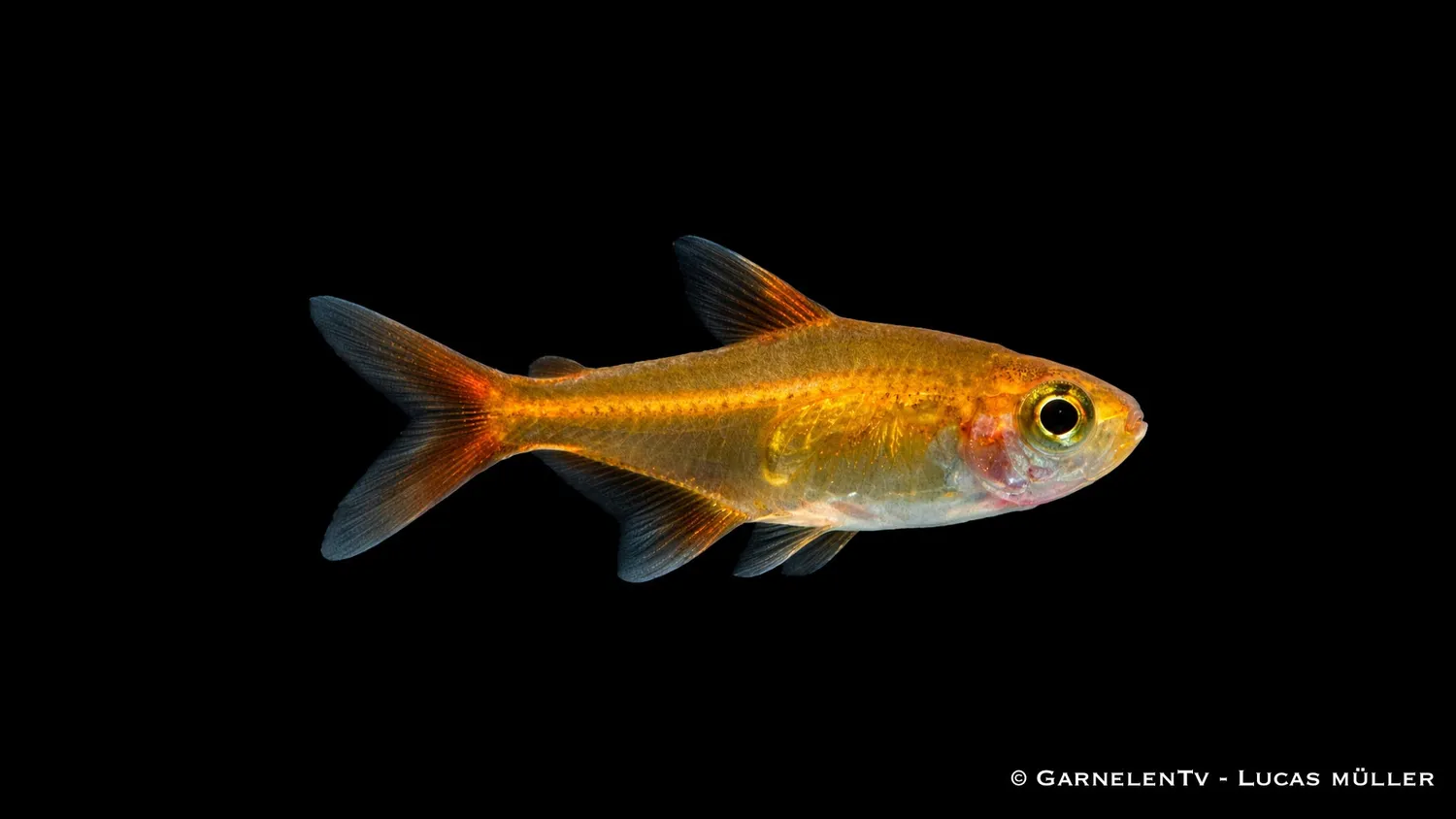 Garnelen TV Hyphessobrycon amandae glödtetra orange stim