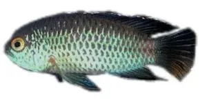 Nannacara anomala Golden Dwarf Acara dvärgciklid 3-3,5 cm