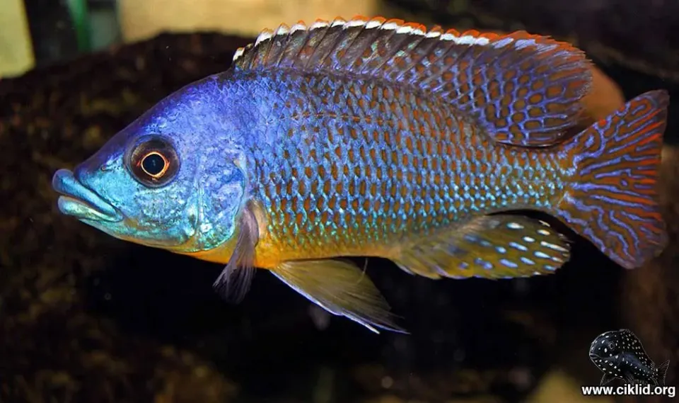 Näsets Ciklidhobby Eclectochromis lobochilus ciklid 4–5 cm malawi