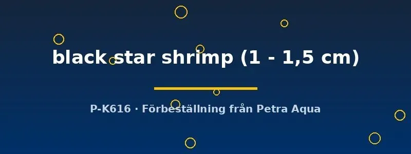 Neocaridina black star shrimp räka 1–1,5 cm