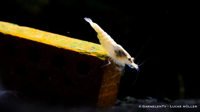 Garnelen TV Snowstorm Neocaridina palmata räka vit