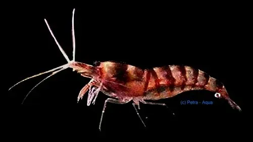 Näsets Ciklidhobby Caridina sp. purple zebra räka 1–2 cm
