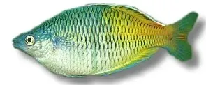 Näsets Ciklidhobby Melanotaenia boesemani fisk 3-4 cm färg