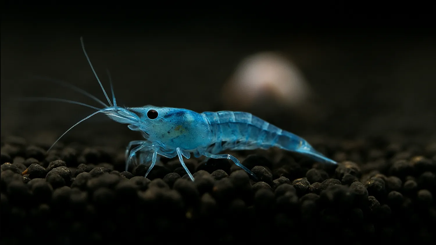 Garnelen TV Blue Jelly räkor Neocaridina davidi pastellblå