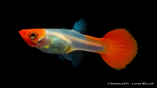 Guppy hona Koi Kohaku Poecilia reticulata 5–6 cm