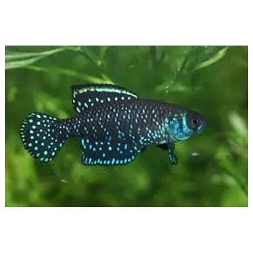 Austrolebias nigripinnis killifisk 4–5 cm säsong