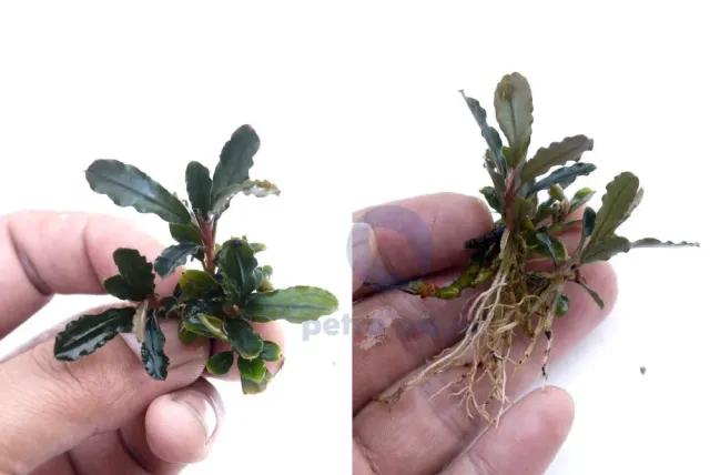 Näsets Ciklidhobby Brownie Metalica akvarieväxt Easy8