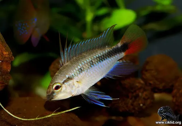 Näsets Ciklidhobby Apistogramma erythrura 4–4,5cm