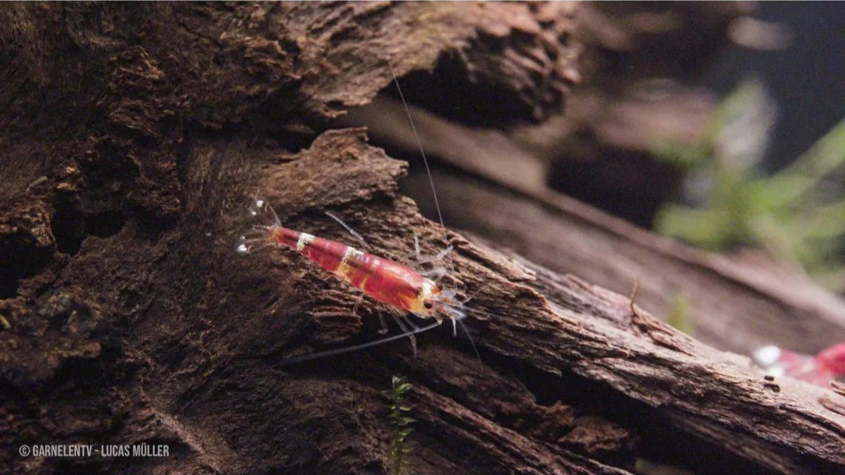 Garnelen TV Crystal Red K0 räka 1 st tålig