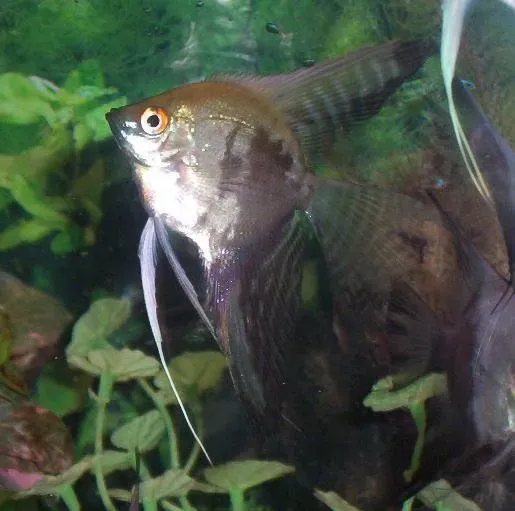 Näsets Ciklidhobby Pterophyllum scalare Map skalar 4 cm