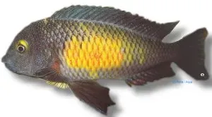 Näsets Ciklidhobby Tropheus moorii mpulungu ciklid 3,5–4 cm