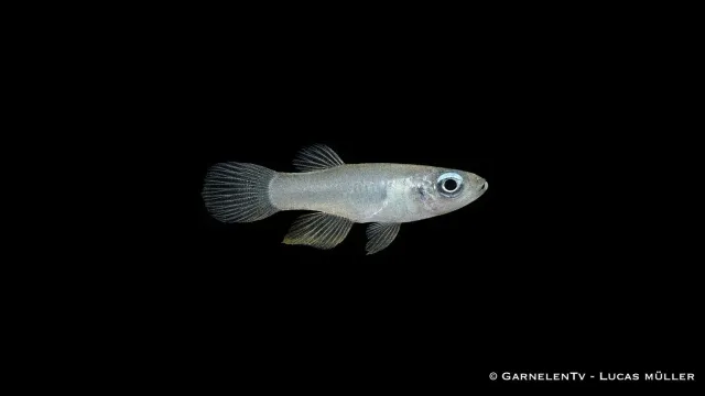 Garnelen TV Normans leuchtaugenfisch stimfisk blå ögon