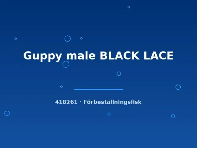 Näsets Ciklidhobby Guppy Black Lace hane lg