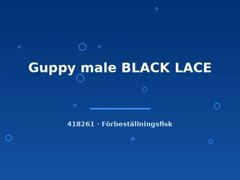 Näsets Ciklidhobby Guppy Black Lace hane lg