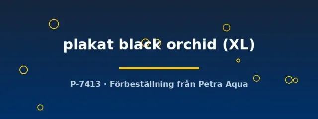 Näsets Ciklidhobby Betta spl. plakat black orchid kampfisk XL hane