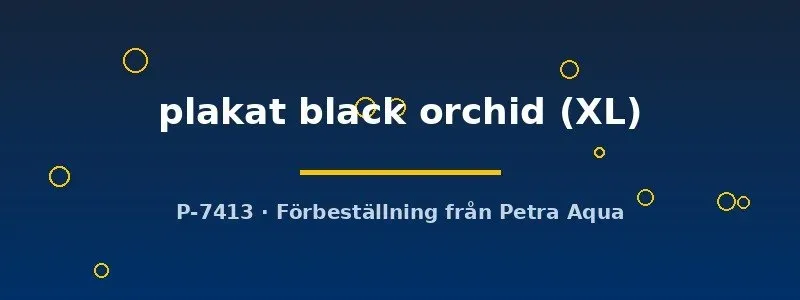 Näsets Ciklidhobby Betta spl. plakat black orchid kampfisk XL hane